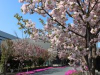 桜のさんぽ道（造幣局さいたま支局）の桜の写真