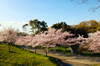 神戸ワイナリー（農業公園）の桜の写真