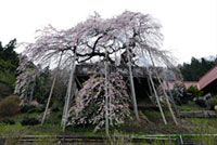 慈徳寺の種まき桜の写真