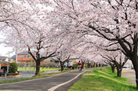 入間川サイクリングロードの桜の写真