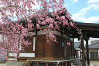七曲井の桜の写真