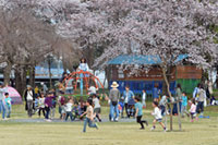 上奥富運動公園の桜の写真