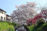 不老川沿いの桜の写真
