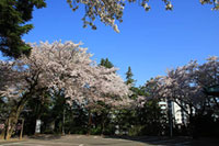狭山八幡神社の桜の写真