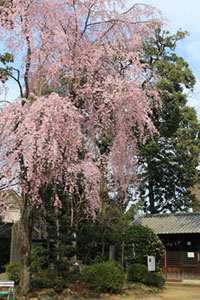 廣瀬神社の桜の写真
