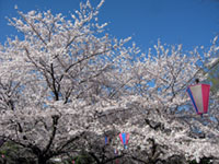 あかぎ公園の桜の写真