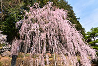 櫻ヶ丘八幡神社のしだれ桜の写真