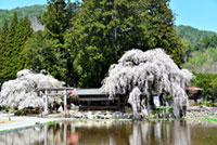 青屋神明神社のしだれ桜の写真