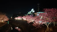 掛川城公園・逆川沿いの掛川桜の写真