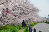 久米田寺・久米田池の桜の写真