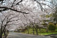 流木墓苑の桜の写真