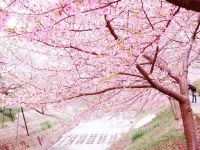 佐保川の桜の写真