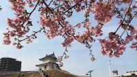 宇都宮城址公園の桜の写真