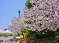 横浜・八景島シーパラダイスの桜の写真