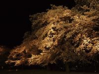 富岡製糸場の桜の写真