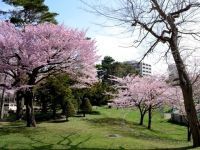 円山公園（北海道）の桜の写真
