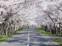 小川原湖公園の桜