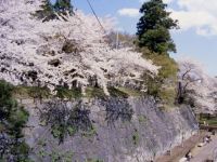 The Cherry Blossoms of Morioka Castle Site Park (Iwate Park)