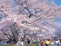 榴冈公园的樱花