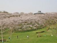 가고보야마 산의 이천그루벚꽃