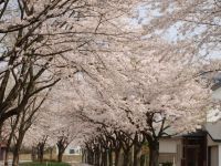 鷹巣中央公園の桜