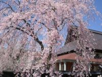 The Weeping Cherry Blossoms of Kakunodate