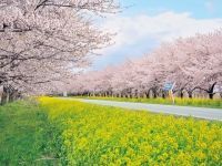 大潟村 桜と菜の花ロードの写真
