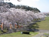 던도 공원 (마이즈루야마 산) 의 벛꽃