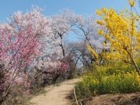 The Cherry Blossoms of Hanamiyama Park