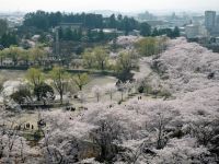 가이세이잔 공원・가이세이잔 다이진궁의 벚꽃