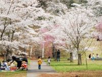 佐白山ろく公園の桜