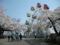 千手山公園の桜の写真