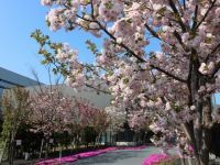 桜のさんぽ道の桜の写真