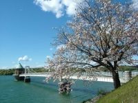 狹山湖的櫻花