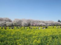 The Cherry Blossoms of Satte Gongendo Riverbank (Satte Gongendo Park)