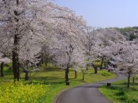 国営武蔵丘陵森林公園の桜の写真