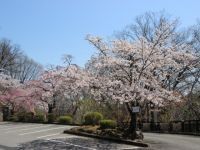 城峰公园的的樱花