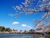 八鶴湖の桜