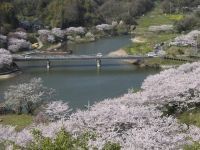 佐久間ダム公園の桜の写真