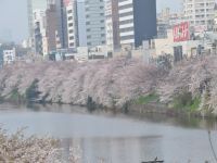 外濠公園の桜の写真