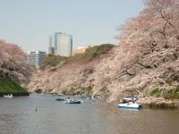 千鳥ヶ淵緑道の桜の写真