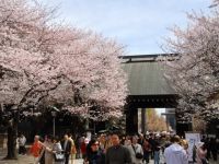 靖国神社の桜の写真