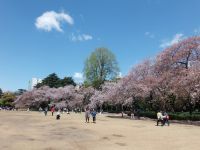 新宿御苑の桜の写真