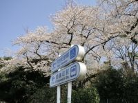 The Cherry Blossoms of Meijijingu Gaien