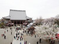 The Cherry Blossoms of Ikegami Honmon-ji Temple