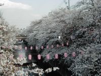 石神井川の桜並木の写真