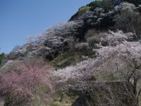 森林総合研究所 多摩森林科学園の桜の写真