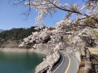 The Cherry Blossoms of Lake Okutama