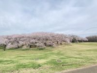 根岸森林公園の桜の写真