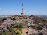 高麗山公園の桜の写真